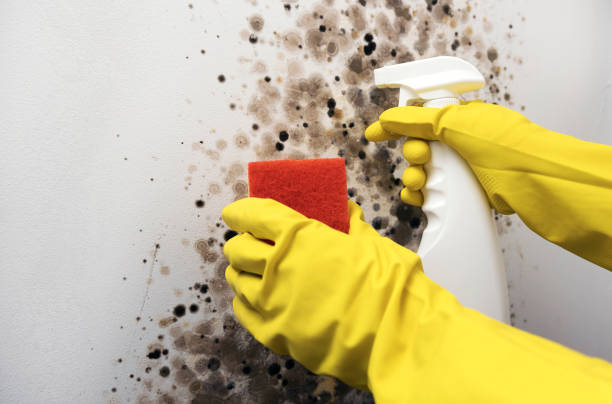 Best Localized Mold Remediation (e.g., coastal areas, humid climates) in Gallitzin, PA